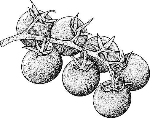 EPS 해외이미지 템플릿 디자인 음식 조각 백그라운드 농업 다이어트 토마토 채소 과일 일러스트 재료 잉크 요리 장식 초록색 여름 페인트 활발 흰색 신선 붓 체리 시장 맛 떨어짐 먹기 오브젝트 그림 유기농 질감 날것 비타민 고립 엘리먼트 채식주의자 해외일러스트 웰빙 계절 산업 컬러 컨셉 모션 건강 채식 영양소 파일형식 벡터 이미지허브