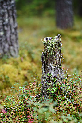 포토 JPG 해외이미지 주간 식물 디자인 외관 백그라운드 패턴 자연 표면 추상 이끼 사람없음 야외 목재 컵 초록색 환경 회색 젖음 성장 가을 바위 바늘 거친 그룹 닫기 숲 천 묘사 질감 내추럴 곰팡이 옛날 해외포토 자연요소 나무 식기 계절 컬러 무늬 재료 모션 돌_바위 도구 직물 생태계 파일형식 이미지허브