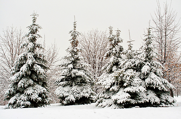 포토 JPG 해외이미지 나무 겨울 풍경 사람없음 추위 숲 침엽수 전나무 해외포토 식물 계절 파일형식 이미지허브