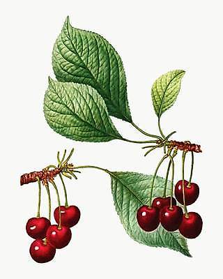 EPS 해외이미지 일러스트 나뭇잎 사람없음 나뭇가지 빈티지 체리 해외일러스트 나무 컨셉 잎 과일 파일형식 벡터 이미지허브