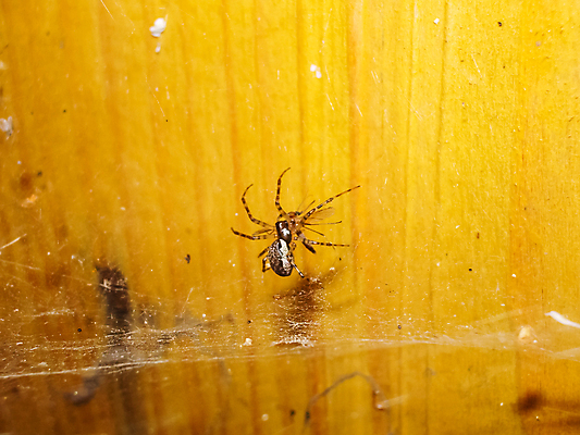 포토 JPG 해외이미지 식물 동물 야생동물 곤충 자연 생물 사람없음 야외 옆모습 컬러풀 세계 갈색 머리카락 봄 다양 아기 닫기 무서움 거미줄 묘사 생태계 생물학 육식동물 거미 사냥꾼 내추럴 생태학 오싹 전경 해외포토 직업 계절 교육 감정 뷰포인트 컬러 다수 모션 사람 풍경 머리 파일형식 탑뷰 이미지허브