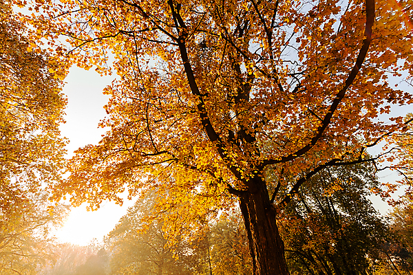 포토 JPG 해외이미지 나무 공원 도로 길 백그라운드 잎 오렌지 자연 사람없음 야외 빨간색 초록색 컬러풀 뷰티 노란색 평화 걷기 환경 하이킹 나뭇가지 황금 숲 속도 10월 화창 해외포토 식물 공공시설 컬러 컨셉 과일 교통시설 모션 레저 날씨 날짜 생태계 파일형식 이미지허브