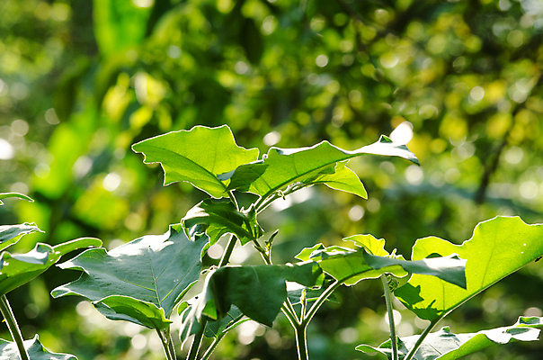 포토 JPG 해외이미지 식물 템플릿 디자인 백그라운드 잎 패턴 자연 추상 프레임 사람없음 목재 초록색 여름 빛 환경 봄 젖음 성장 물방울 신선 작음 유기농 질감 내추럴 인공 해외포토 나무 웰빙 계절 컬러 무늬 재료 크기 생태계 파일형식 이미지허브