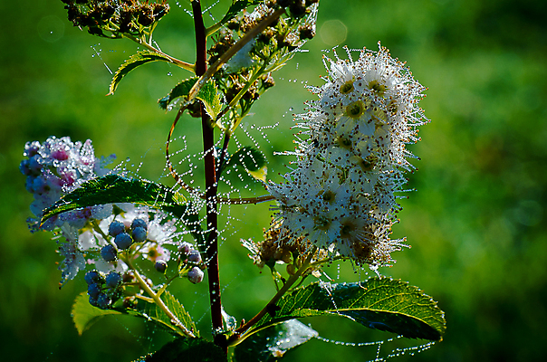 포토 JPG 해외이미지 꽃 사람없음 웹 이슬 관목 구슬 해외포토 나무 식물 인터넷 파일형식 이미지허브
