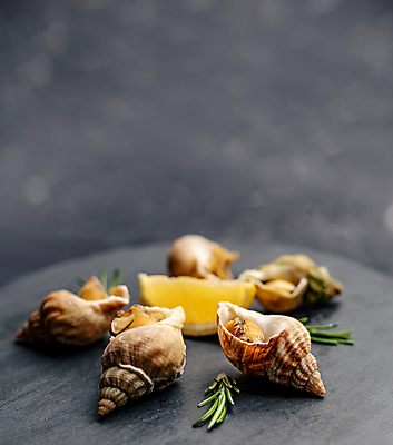 포토 JPG 해외이미지 회색배경 실내 사람없음 레몬 달팽이요리 해외포토 음식 백그라운드 과일 내부 회색 파일형식 이미지허브