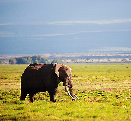 포토 JPG 해외이미지 나무 동물 1 공원 야생동물 여행 오렌지 포유류 가족 아프리카 자연 하늘 코끼리 풍경 초원 사람없음 야외 여름 태양 노란색 여행객 환경 황무지 큼 사파리 싱글 케냐 사바나 전국 평야 해외포토 자연요소 식물 계절 공공시설 나라 컬러 과일 관계 사람 크기 생태계 파일형식 이미지허브