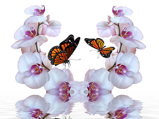 포토 JPG 해외이미지 식물 꽃잎 꽃 나비 곤충 꽃무늬 날개 일러스트 자연 선물 사람없음 장식 컬러풀 뷰티 정원 봄 낭만 흰색 신선 난초 우아함 만화 원예 내추럴 이국적 취급주의 해외일러스트 동물 계절 컬러 컨셉 무늬 경고 취미 생태계 파일형식 이미지허브