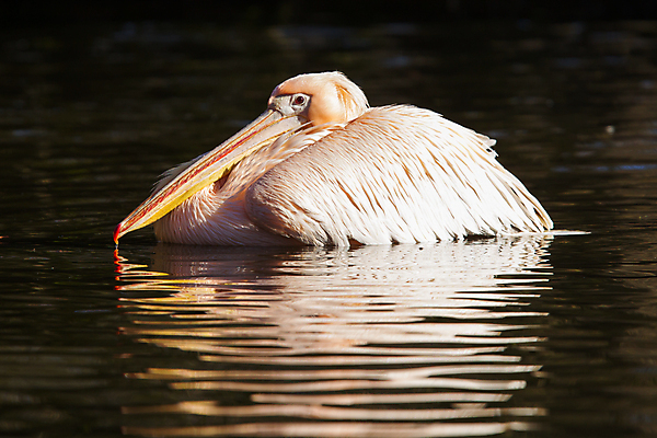 포토 JPG 해외이미지 동물 분홍색 자연 조류 사람없음 물 반사 머리 검은색 펠리컨 부리 동물상 해외포토 자연요소 컬러 신체부위 조형물 생태계 파일형식 이미지허브