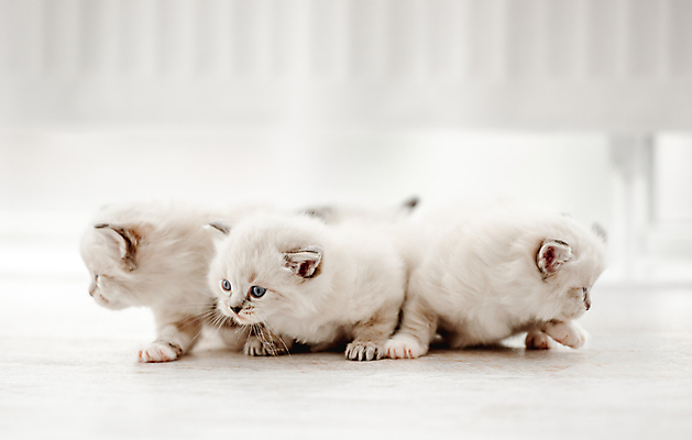 포토 JPG 해외이미지 응시 새끼 실내 세마리 사람없음 아웃포커스 반려동물 귀여움 고양이 커튼 반려묘 랙돌 해외포토 동물 시선 컨셉 포유류 촬영기법 3 내부 파일형식 이미지허브