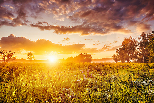 포토 JPG 해외이미지 나무 자연 하늘 사람없음 야외 햇빛 태양 일몰 들꽃 해외포토 자연요소 식물 꽃 노을 생태계 파일형식 이미지허브