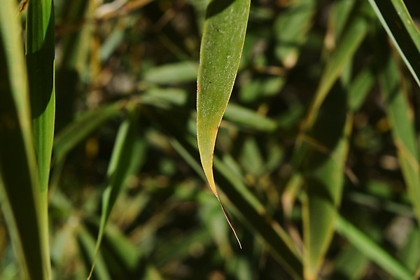 포토 JPG 해외이미지 나무 식물 전통 디자인 꽃 아시아 문화 선 음식 백그라운드 잎 패턴 자연 추상 휴식 건강 요리 동양인 사람없음 목재 장식 빨간색 초록색 물 뷰티 갈색 노란색 일본 식사 스파 중국 매트 신선 판다 대나무 유기농 질감 동쪽 내추럴 고립 해외포토 자연요소 웰빙 나라 컬러 컨셉 무늬 재료 곰 인종 방향 생태계 파일형식 이미지허브