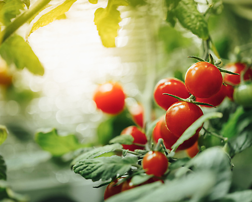 포토 JPG 해외이미지 식물 꽃 백그라운드 컨셉 잎 농업 토마토 방울토마토 자연 추상 조명 주택 실내 사람없음 초록색 빛 컬러풀 환경 정원 수확 성장 공구 램프 체리 에코 상업 내추럴 밭일 숙성 스펙트럼 온실 인공 카피스페이스 해외포토 산업 컬러 무늬 채소 과일 내부 건물 공백 도구 생태계 파일형식 이미지허브