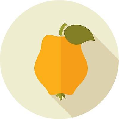 EPS 해외이미지 디자인 계절 음식 농업 과일 일러스트 디저트 건강 노란색 수확 신선 달콤 맛 고립 채식주의자 비건 해외일러스트 산업 컬러 컨셉 채식 파일형식 벡터 이미지허브