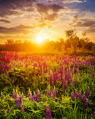 포토 JPG 해외이미지 꽃밭 자연 하늘 사람없음 야외 햇빛 태양 일몰 해외포토 자연요소 꽃 노을 생태계 파일형식 이미지허브