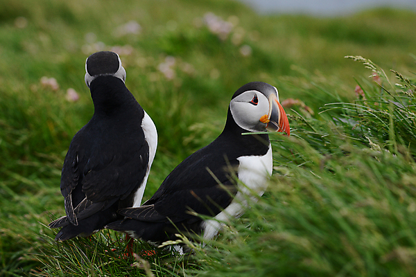 포토 JPG 해외이미지 주간 두마리 조류 사람없음 야외 아웃포커스 소프트포커스 퍼핀 해외포토 자연요소 동물 2 촬영기법 파일형식 이미지허브