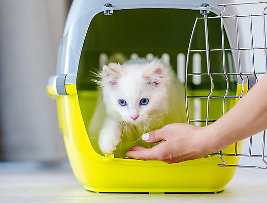 포토 JPG 해외이미지 손 응시 백그라운드 실내 사랑 야외 신체부위 반려동물 고양이 오픈 손내밀기 펫팸족 나오기 해외포토 켄넬 반려용품 동물 시선 감정 포유류 모션 사람 손짓 내부 오브젝트 신조어 파일형식 이미지허브