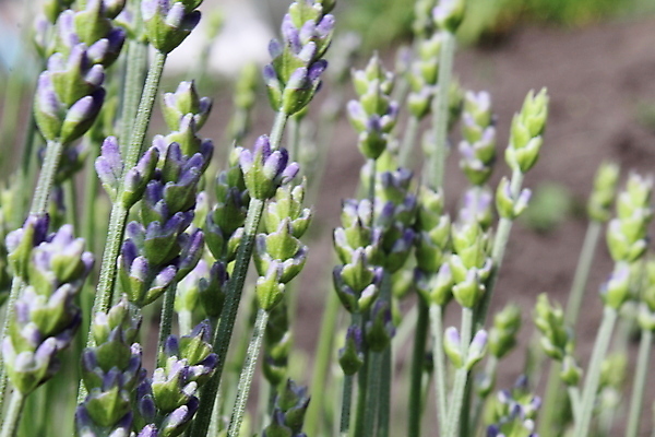 포토 JPG 해외이미지 식물 꽃 백그라운드 밭 자연 하늘 사람없음 초록색 파란색 컬러풀 뷰티 정원 보라색 프랑스 벚꽃 시골 개화 허브 제비꽃 원예 향기 아로마 라벤더 내추럴 프랑스어 프로방스 해외포토 문자 유럽 컬러 농업 취미 생태계 냄새 파일형식 이미지허브