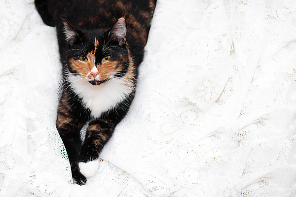 포토 JPG 해외이미지 동물 디자인 응시 새끼 장난 포유류 놀이 털 사람없음 반려동물 컬러풀 눕기 고양이 가축 흰색 달콤 작음 자르기 호기심 코 엽서 솜털 고립 대가리 카피스페이스 해외포토 시선 감정 컬러 컨셉 모션 신체부위 공백 맛 크기 편지 파일형식 이미지허브