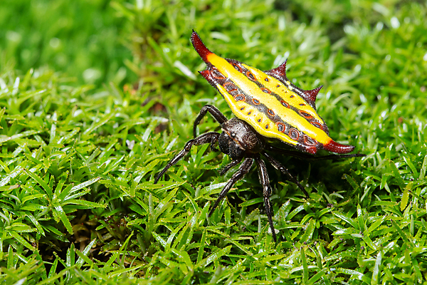 포토 JPG 해외이미지 식물 자연 사람없음 야외 초록색 점프 거미 해외포토 컬러 곤충 모션 생태계 파일형식 이미지허브