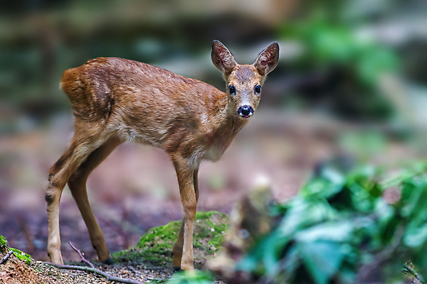 포토 JPG 해외이미지 주간 한마리 응시 야생동물 사슴 서기 사람없음 야외 아웃포커스 소프트포커스 해외포토 자연요소 동물 1 시선 포유류 모션 촬영기법 파일형식 이미지허브
