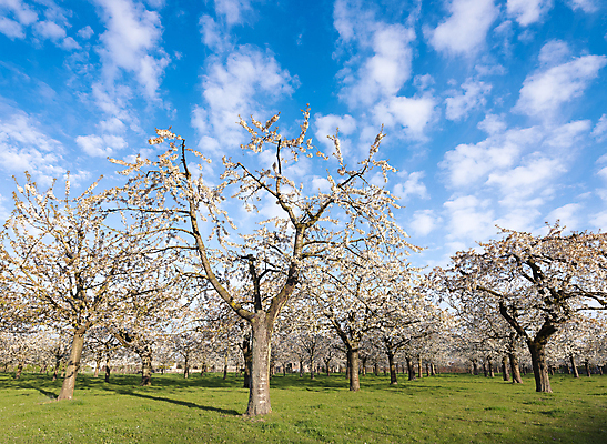 포토 JPG 해외이미지 주간 공원 꽃잎 일러스트 풍경 사람없음 야외 봄 벚꽃 개화 해외포토 자연요소 계절 공공시설 꽃 파일형식 이미지허브