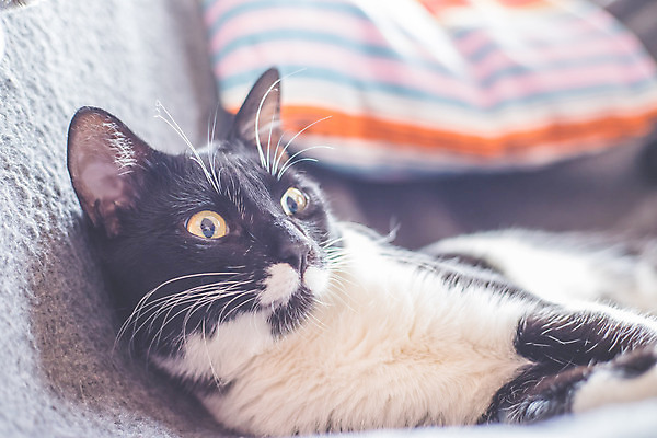 포토 JPG 해외이미지 동물 한마리 응시 컨셉 아침 휴식 짧은머리 주택 실내 사람없음 반려동물 쌓기 귀여움 검은색 고양이 흰색 잠 닫기 달콤 소프트포커스 모피 부드러움 위치 얼룩무늬 솜털 해외포토 주간 1 헤어스타일 시선 컬러 무늬 포유류 모션 촬영기법 내부 건물 감각 맛 파일형식 이미지허브