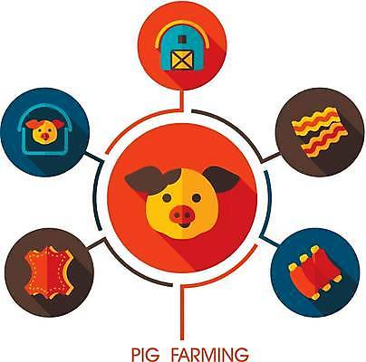 EPS 해외이미지 두마리 일러스트 육류 돼지고기 사람없음 농장 돼지 가죽 베이컨 양돈장 해외일러스트 2 농업 식재료 포유류 축사 파일형식 벡터 이미지허브