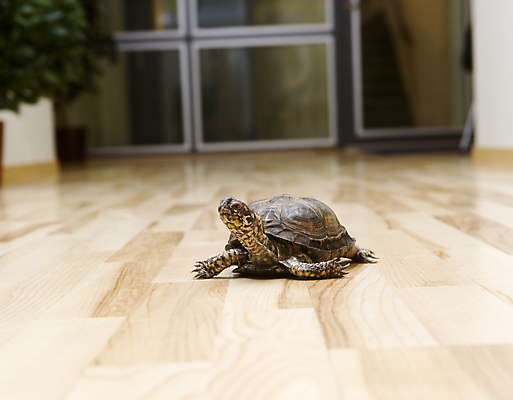 포토 JPG 해외이미지 동물 파충류 바닥 실내 사람없음 반려동물 3D 걷기 방 유머 거북이 작음 속도 만들기 느림 고립 해외포토 감정 모션 내부 크기 디지털합성 파일형식 이미지허브