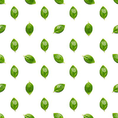 포토 JPG 해외이미지 잎 패턴 사람없음 초록색 흰색 바질 해외포토 식물 컬러 무늬 파일형식 이미지허브