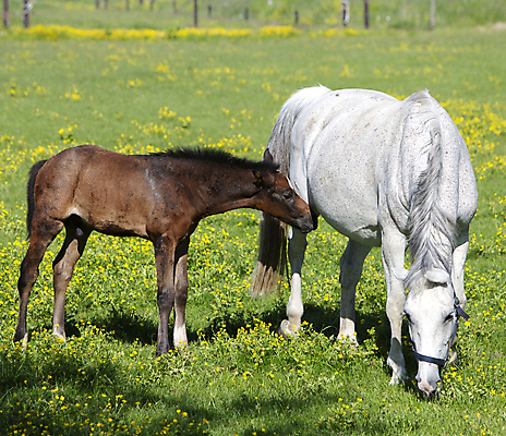 포토 JPG 해외이미지 동물 꽃 어린이 백그라운드 밭 포유류 자연 엄마 초원 성인 사람없음 야외 초록색 여름 반려동물 뷰티 농장 갈색 머리 목장 흰색 시골 승마 밤 방목 먹기 갈기 망아지 수유 해외포토 식물 계절 새끼 스포츠 컬러 농업 가족 모션 사람 신체부위 견과류 말_동물 축산업 생태계 파일형식 이미지허브