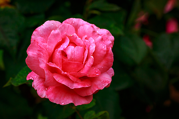 포토 JPG 해외이미지 꽃 산업 농업 자연 사람없음 야외 가로 컬러풀 장미 닫기 원예 카피스페이스 해외포토 식물 컬러 모션 취미 공백 생태계 파일형식 이미지허브