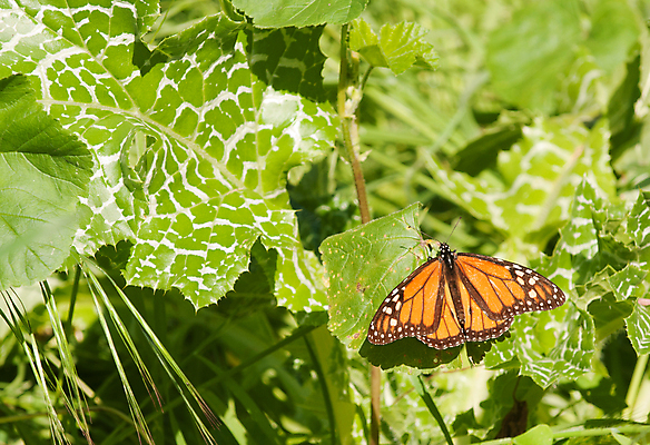 포토 JPG 해외이미지 나비 곤충 오렌지 사람없음 컬러풀 검은색 흰색 캘리포니아 2월 해외포토 동물 컬러 과일 미국 날짜 파일형식 이미지허브