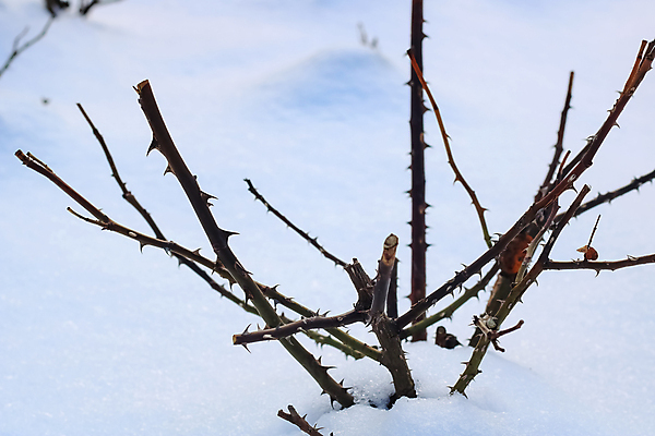 포토 JPG 해외이미지 나무 식물 디자인 줄기 백그라운드 겨울 자연 추상 흑백 사람없음 야외 파란색 장미 갈색 정원 얼음 검은색 추위 가을 흰색 나뭇가지 시골 막대기 가시 방어 보호 소프트포커스 숲 위험 묘사 날카로움 철조망 블랙베리 내추럴 해외포토 자연요소 계절 꽃 컬러 컨셉 무늬 과일 촬영기법 어류 생태계 파일형식 이미지허브