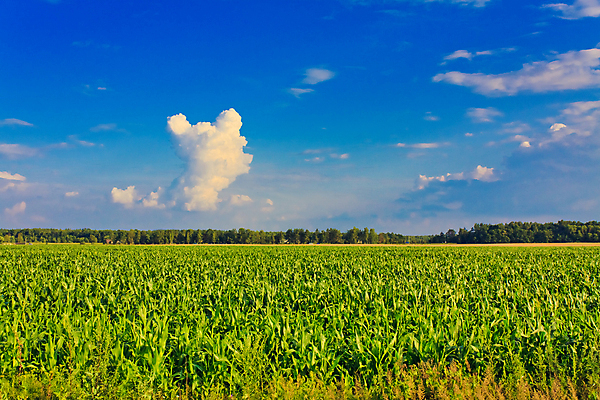 포토 JPG 해외이미지 식물 구름 계절 산업 문화 줄기 밭 농업 재료 자연 하늘 건강 옥수수 씨앗 사람없음 초록색 여름 파란색 농작물 농장 농경지 식사 봄 목장 수확 성장 시골 낟알 시리얼 유기농 보리 밭일 호밀 해외포토 자연요소 웰빙 음식 컬러 곡류 생태계 파일형식 이미지허브