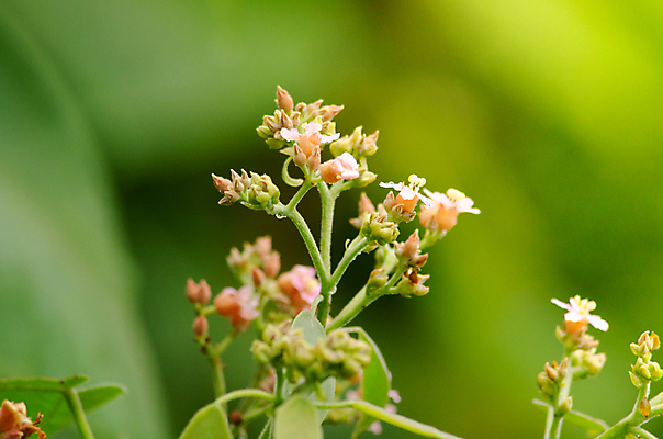 포토 JPG 해외이미지 나무 식물 계절 공원 꽃 아시아 도로 여행 백그라운드 잎 자연 산 안테나 사람없음 야외 목재 초록색 빛 햇빛 평화 환경 봄 안개 신선 숲 열대우림 내추럴 양치류 해외포토 공공시설 나라 길 컬러 컨셉 재료 통신 교통시설 날씨 태양 생태계 파일형식 이미지허브