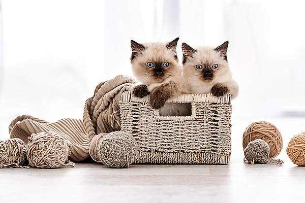 포토 JPG 해외이미지 응시 새끼 두마리 실내 사람없음 아웃포커스 반려동물 바구니 귀여움 고양이 털실 반려묘 랙돌 해외포토 동물 시선 컨셉 2 포유류 촬영기법 내부 실 파일형식 이미지허브