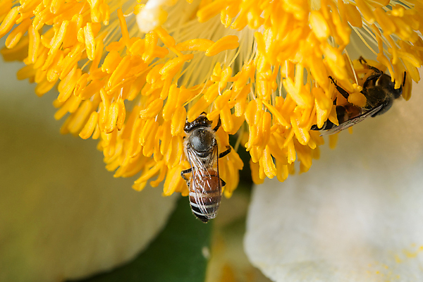 포토 JPG 해외이미지 꽃 음식 백그라운드 자연 사람없음 정원 벌 꽃가루 해외포토 식물 곤충 가루 생태계 파일형식 이미지허브