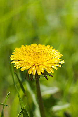 포토 JPG 해외이미지 주간 한송이 자연 사람없음 야외 아웃포커스 민들레 해외포토 자연요소 1 꽃 촬영기법 생태계 송이 파일형식 이미지허브