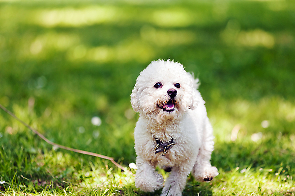 포토 JPG 해외이미지 주간 한마리 반려견 잔디 사람없음 야외 아웃포커스 반려동물 걷기 산책 강아지 해외포토 자연요소 식물 동물 1 모션 휴식 촬영기법 개 파일형식 이미지허브