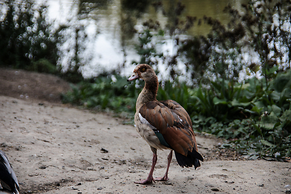 포토 JPG 해외이미지 조류 오리 갈대 초원 사람없음 초록색 물 빛 수영 연못 깃털 부리 청둥오리 해외포토 자연요소 식물 동물 컬러 수상스포츠 파일형식 이미지허브
