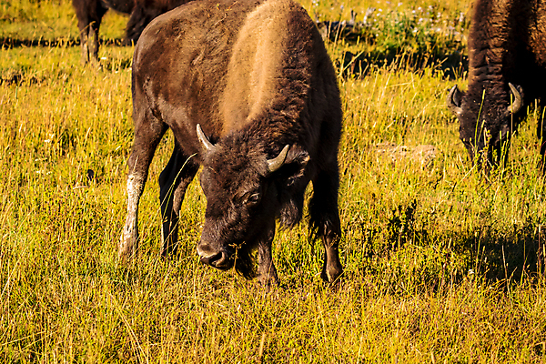 포토 JPG 해외이미지 동물 북아메리카 포유류 자연 사람없음 야외 가로 컬러풀 미국 송아지 와이오밍 초식 해외포토 새끼 컬러 아메리카 소 생태계 파일형식 이미지허브
