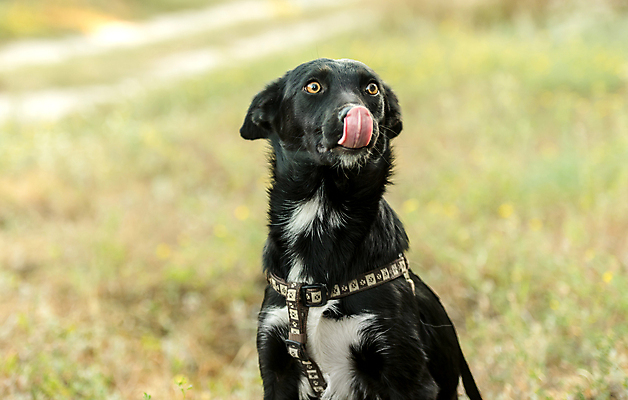포토 JPG 해외이미지 주간 한마리 반려견 사람없음 야외 아웃포커스 반려동물 산책 강아지 해외포토 자연요소 동물 1 휴식 촬영기법 개 파일형식 이미지허브