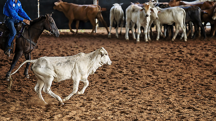 포토 JPG 해외이미지 동물 스포츠 포유류 이벤트 사람없음 가축 힘 경쟁 경기장 목장 청바지 업무 소 승마 카우보이 호주 군중 승차 자르기 다발 속도 먼지 점수 안장 대회 로데오 도우미 라이더 서쪽 해외포토 컨셉 바지 스포츠시설 모션 사람 작업 오세아니아 방향 파일형식 이미지허브