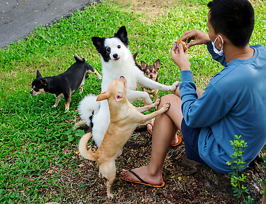 포토 JPG 해외이미지 동물 손 공원 행복 어린이 백그라운드 밭 공 자연 놀이 함께함 사랑 소년 사람없음 야외 빨간색 초록색 반려동물 달리기 조깅 노란색 점프 검은색 산책 기쁨 게임 흰색 개 강아지 숲 속도 송곳니 해외포토 공공시설 남자 감정 컬러 컨셉 농업 포유류 모션 휴식 사람 신체부위 운동 치아 생태계 파일형식 이미지허브