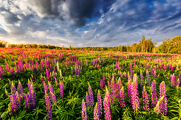포토 JPG 해외이미지 자연 하늘 사람없음 야외 햇빛 일몰 해외포토 태양 노을 생태계 파일형식 이미지허브