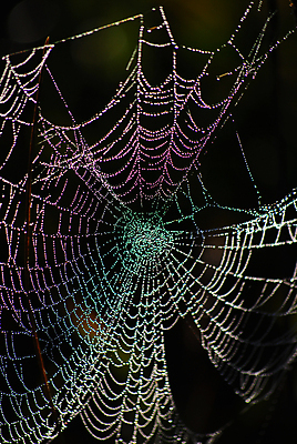 포토 JPG 해외이미지 계절 목걸이 자연 아침 사람없음 물 빛 웹 가을 그물 닫기 떨어짐 이슬 보석 거미 해외포토 레이스천 주간 자연요소 곤충 컨셉 인터넷 장신구 모션 직물 광석 생태계 파일형식 이미지허브