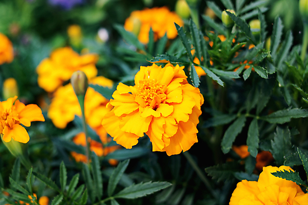 포토 JPG 해외이미지 식물 공원 꽃 문화 백그라운드 잎 꽃무늬 밭 농업 자연 잔디 사람없음 야외 장식 초록색 여름 뷰티 노란색 정원 벚꽃 침대 신선 제비꽃 해외포토 계절 공공시설 산업 컬러 가구 무늬 생태계 파일형식 이미지허브