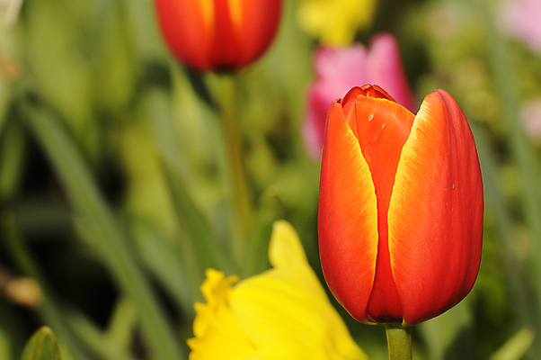 포토 JPG 해외이미지 주간 사람없음 야외 아웃포커스 튤립 다홍색 해외포토 자연요소 꽃 컬러 촬영기법 파일형식 이미지허브