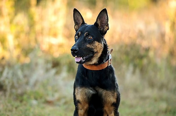 포토 JPG 해외이미지 주간 한마리 반려견 사람없음 야외 아웃포커스 반려동물 산책 강아지 셰퍼드 해외포토 자연요소 동물 1 휴식 촬영기법 개 파일형식 이미지허브