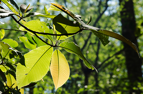 포토 JPG 해외이미지 식물 템플릿 디자인 백그라운드 잎 패턴 자연 추상 프레임 사람없음 목재 초록색 여름 빛 환경 봄 젖음 성장 물방울 신선 작음 유기농 질감 내추럴 인공 해외포토 나무 웰빙 계절 컬러 무늬 재료 크기 생태계 파일형식 이미지허브